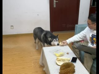 the dog sniffed the durian