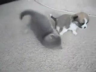 epic fight between kitten and puppy