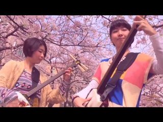 japanese girls play shamisen under cherries