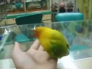 parrot who saw sex