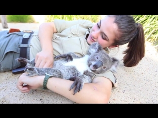 baby koala gets belly scratched