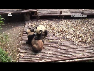 mass panda fight