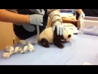 how does a panda cub talk?