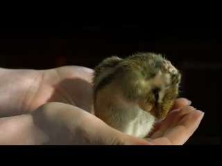 hamster slow motion