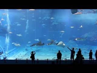 giant aquarium in japan.