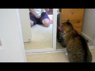 fun with cats. the cat swears at the reflection)
